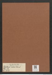 Tabellaria nodosa Ehrenb. (de-Toni-Nr.: Genus 89, Species 2989) Zeichnungen Sammlung Grunow Mappe 03188 (Herbarium_W_Grunow_drawings_Folder_03188)